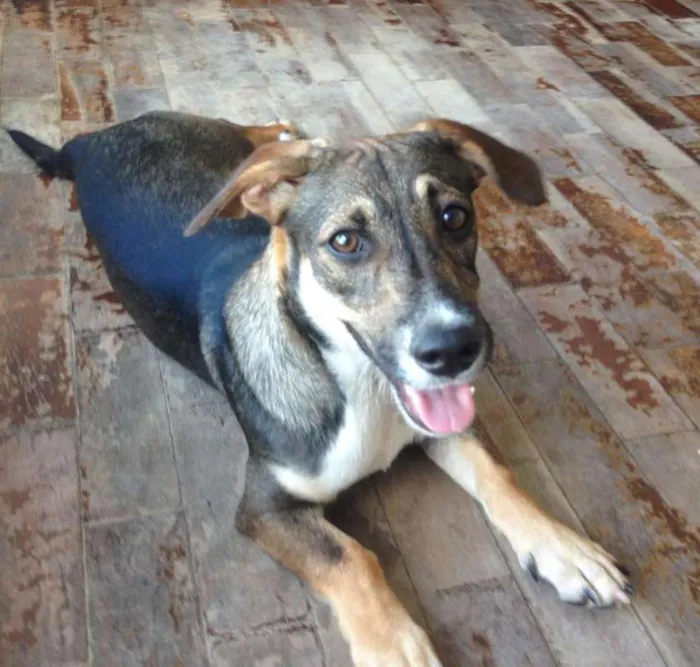 Cachorro raça srd idade 2 a 6 meses nome Lulu