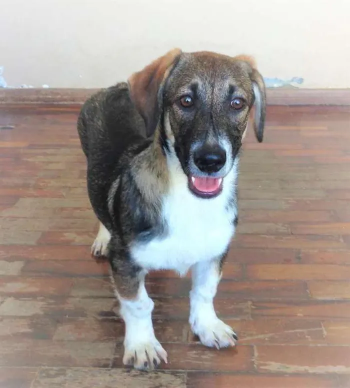 Cachorro raça SRD idade 2 a 6 meses nome Lilah