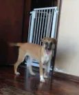 Mel