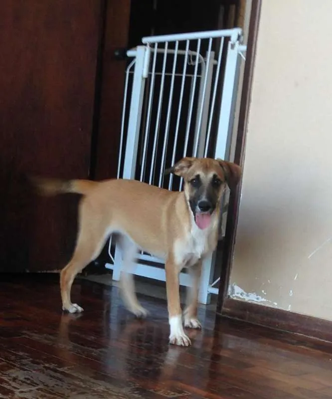 Cachorro raça srd idade 2 a 6 meses nome Mel