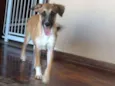 Mel