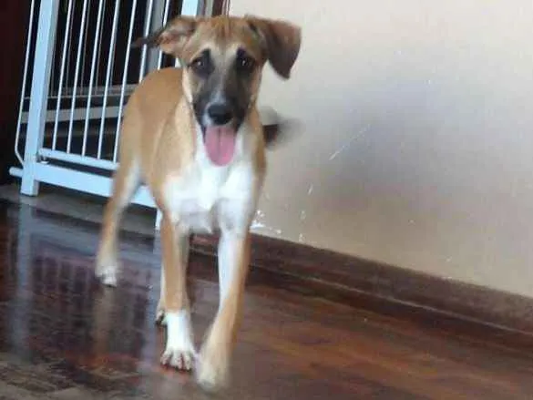 Cachorro raça srd idade 2 a 6 meses nome Mel