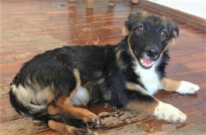 Cachorro raça srd idade 2 a 6 meses nome Lucy