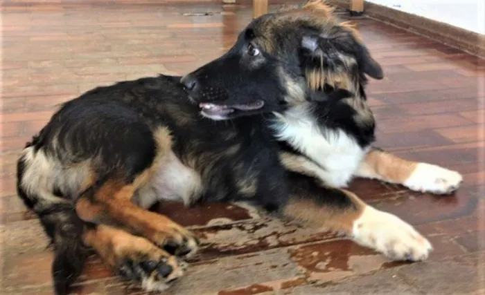 Cachorro raça srd idade 2 a 6 meses nome Lucy