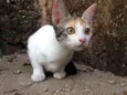 Gata