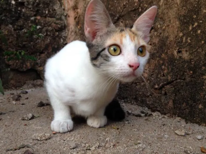 Gato ra a SRD idade 2 a 6 meses nome Gata