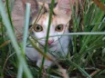 Gata