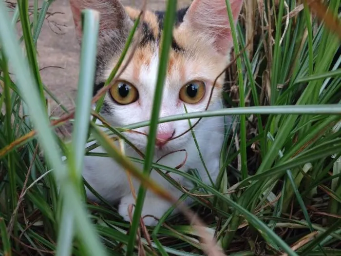 Gato ra a SRD idade 2 a 6 meses nome Gata