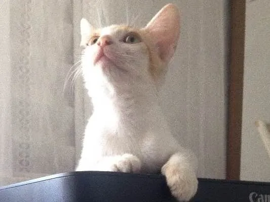 Gato ra a SRD idade 2 a 6 meses nome Gata