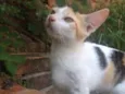 Gata