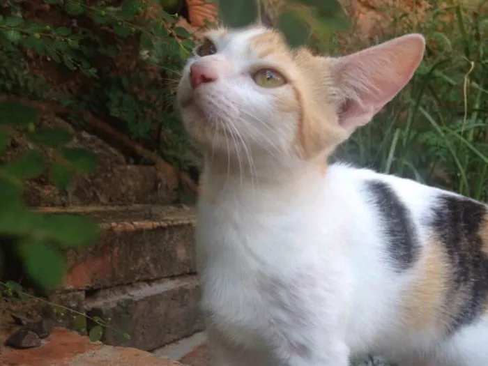 Gato ra a SRD idade 2 a 6 meses nome Gata