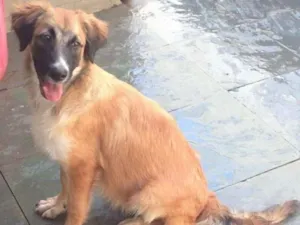 Cachorro raça SRD idade 2 a 6 meses nome Bethoven