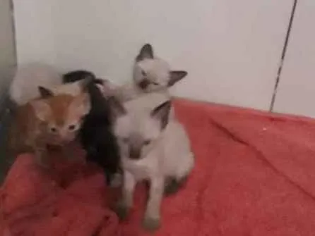 Gato ra a Vira lata idade Abaixo de 2 meses nome Filhotes