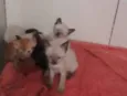 Filhotes