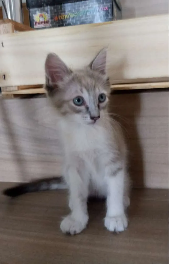 Gato ra a SRD idade Abaixo de 2 meses nome Lince
