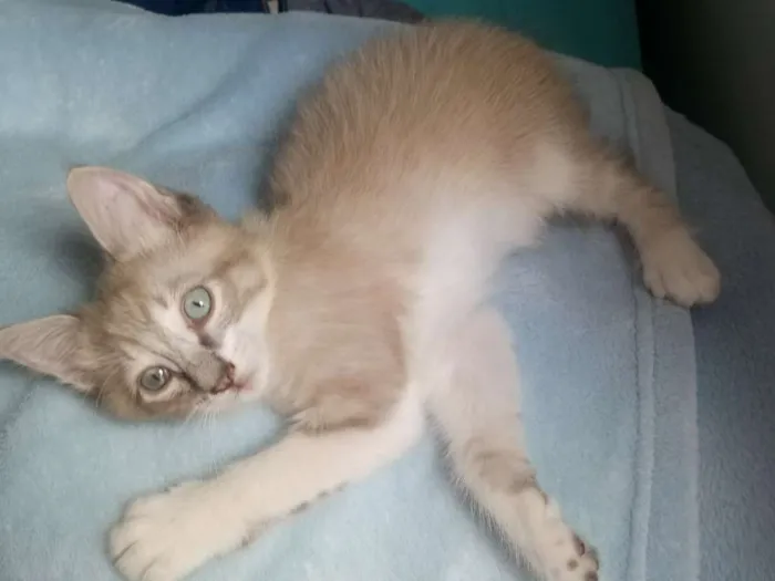 Gato ra a SRD idade Abaixo de 2 meses nome Lince