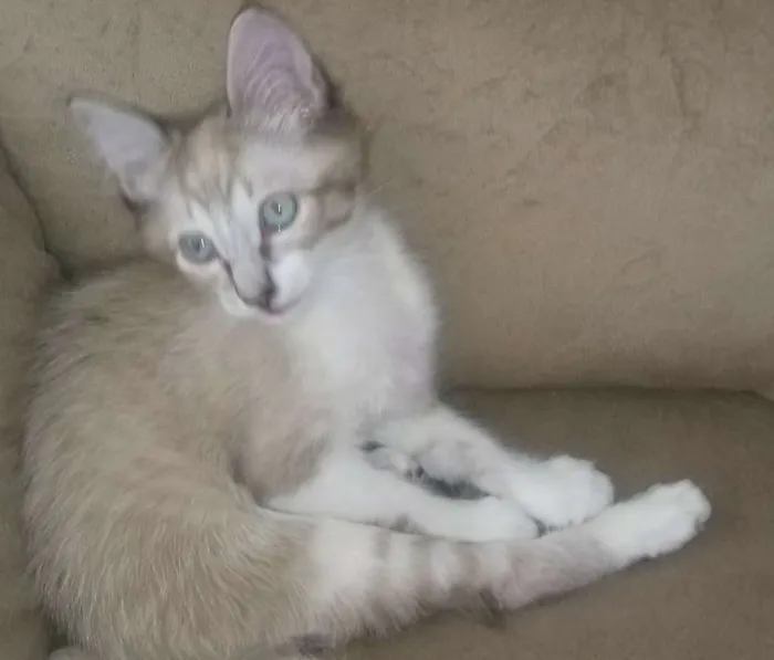 Gato ra a SRD idade Abaixo de 2 meses nome Lince