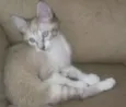Lince