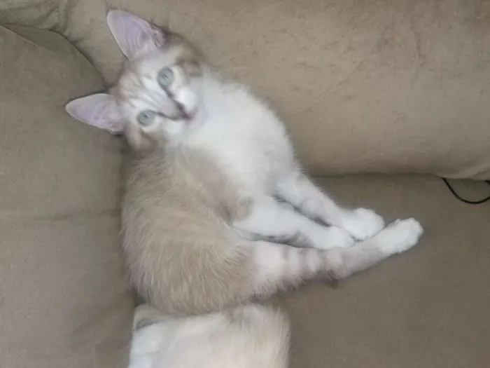 Gato ra a SRD idade Abaixo de 2 meses nome Lince