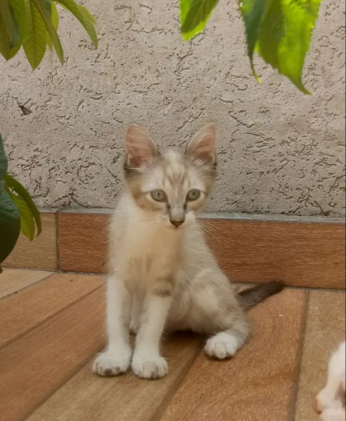 Gato ra a SRD idade Abaixo de 2 meses nome Lince