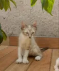 Lince