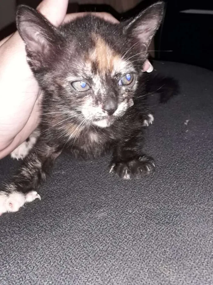 Gato ra a Vira lata idade Abaixo de 2 meses nome Filhotes