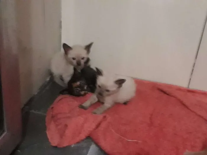 Gato ra a Vira lata idade Abaixo de 2 meses nome Filhotes