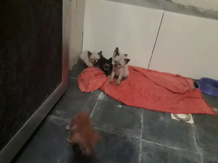 Gato ra a Vira lata idade Abaixo de 2 meses nome Filhotes