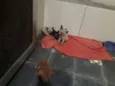Filhotes