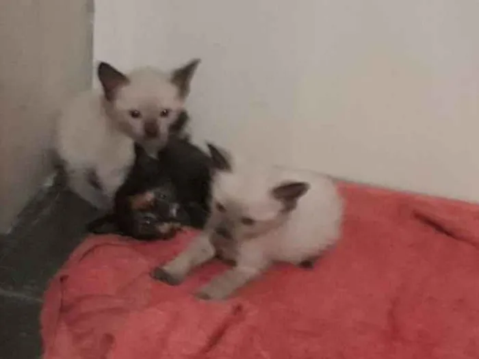 Gato ra a Vira lata idade Abaixo de 2 meses nome Filhotes