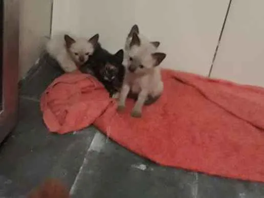 Gato ra a Vira lata idade Abaixo de 2 meses nome Filhotes