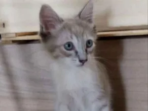 Gato raça SRD idade Abaixo de 2 meses nome Lince