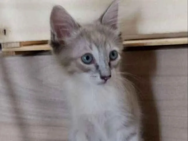 Gato ra a SRD idade Abaixo de 2 meses nome Lince