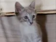 Lince
