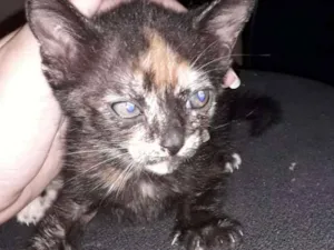 Gato raça Vira lata idade Abaixo de 2 meses nome Filhotes