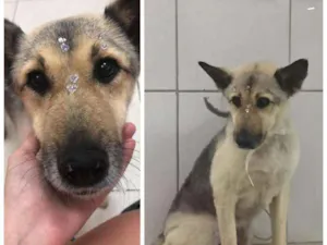 Cachorro raça Srd idade 6 ou mais anos nome Duda