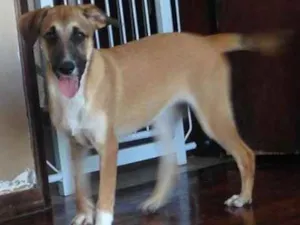 Cachorro raça srd idade 2 a 6 meses nome Mel