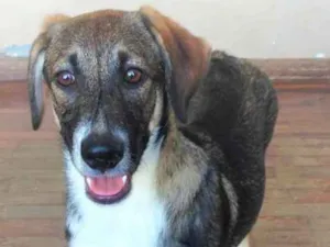 Cachorro raça SRD idade 2 a 6 meses nome Lilah