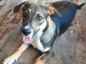 Cachorro raça srd idade 2 a 6 meses nome Lulu