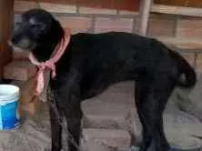 Cachorro raça Vira lata idade 5 anos nome Riqueza