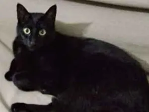 Gato raça SRD idade 3 anos nome Goten