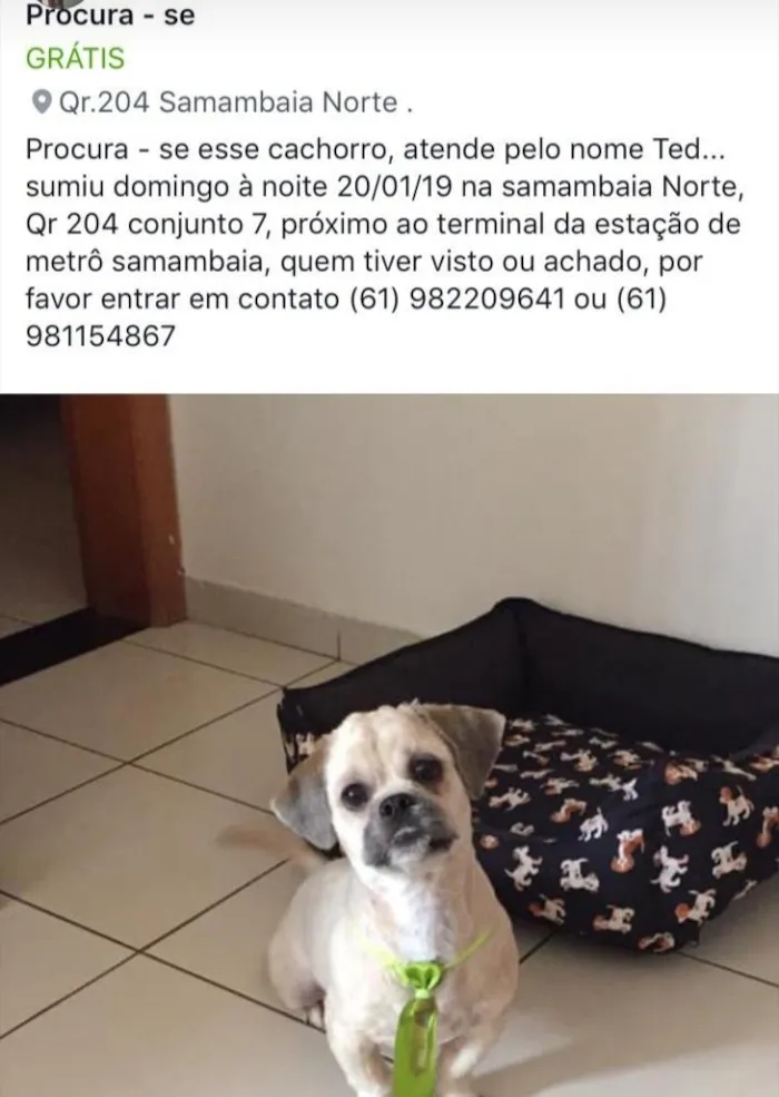 Cachorro raça Shit-tzu idade 7 a 11 meses nome TED