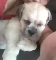 TED