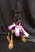 Rubi