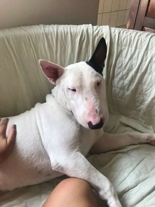 Cachorro ra a Bullterrier idade 3 anos nome BILL GRATIFICA