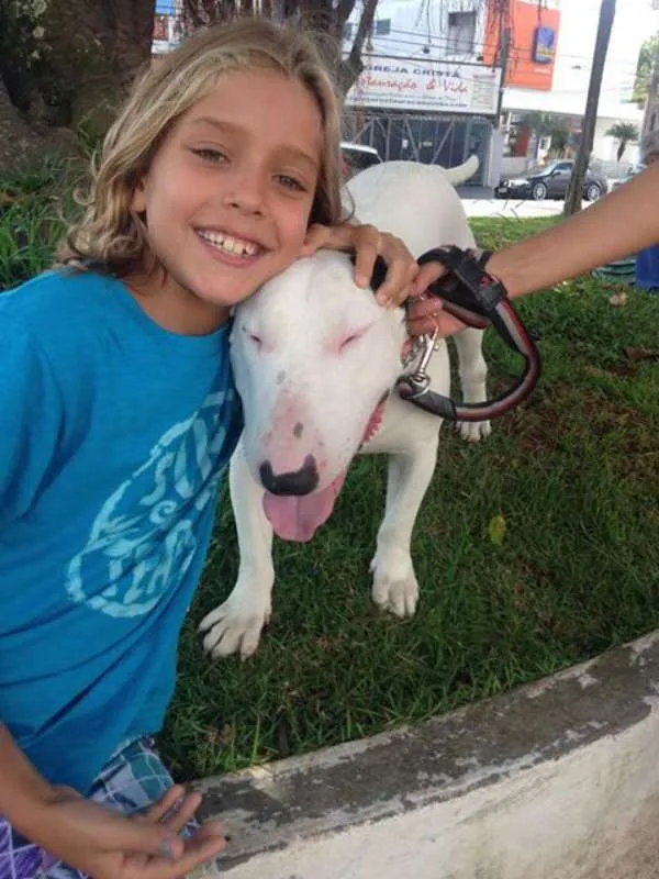 Cachorro ra a Bullterrier idade 3 anos nome BILL GRATIFICA