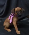 Maia 