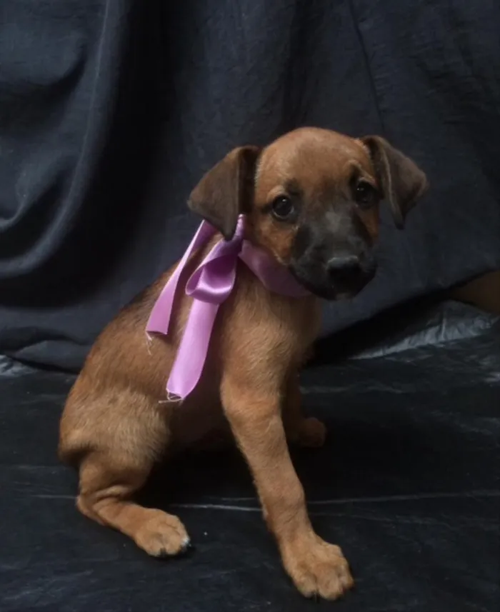 Cachorro ra a SRD idade 2 a 6 meses nome Maia 