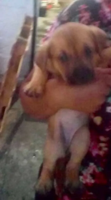 Cachorro ra a srd idade Abaixo de 2 meses nome maezinha e bebes