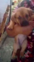 maezinha e bebes